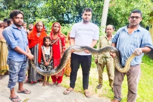মৌলভীবাজারে শ্মশানঘাট থেকে বিশাল আকৃতির অজগর উদ্ধার