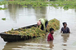 হাওরে ডুবে আছে সোনালি স্বপ্ন, দিশেহারা কৃষকরা