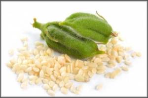 শীতে সুস্থতায় সাদা তিল