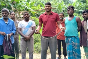 প্রাণে বেঁচে গেল ‘দুধরাজ’ সাপ