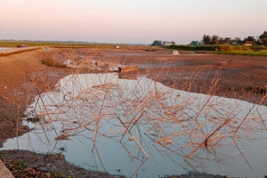 শাল্লায় বিল শুকিয়ে চলছে মৎস্য আহরণ