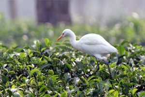 চা বাগানে বিলের পাখি 