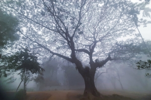 মৌলভীবাজারে শীতের দাপটে স্থবির জনজীবন