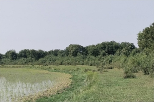 হাকালুকিতে ফিরছে হারানো বনাঞ্চল