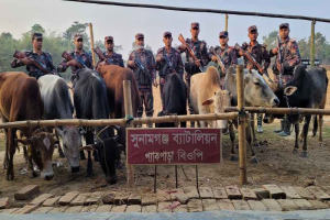 সুনামগঞ্জ সীমান্তে বেপরোয়া ভারতীয় গরু চোরাচালান চক্র