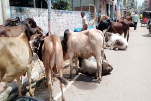 সিলেট জেলা ৪৩, মহানগরে  ৮ 'অস্থায়ী পশুর হাট'