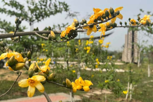 চেনা বসন্তে অচেনা রঙ