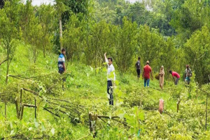 কমলগঞ্জে বনভূমি দখল করে মাল্টা-আনারস চাষ, উদ্ধার ৫ একর ভূমি