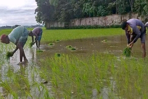 কাঁদাময় জমিতে স্বপ্নের বীজ বুনছেন কৃষকেরা
