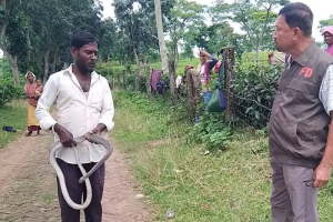মাধবপুরে চা বাগান থেকে বিষধর দারাস সাপ উদ্ধার