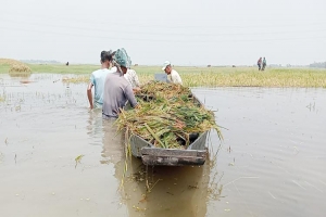 পানিতে তলিয়ে গেলো কৃষকের স্বপ্ন