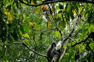 রেমা-কালেঙ্গার গভীর বনে বিরল মালয়ান জায়ান্ট স্কুইরেল
