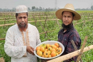 মুখীকচুর সঙ্গে টমেটোর বাম্পার ফলন, কৃষকের মুখে হাসি