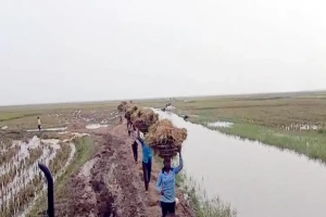 আগাম বন্যার শঙ্কায় আধা-পাকা ধান নিয়েই ঘরে ফিরছেন কৃষক