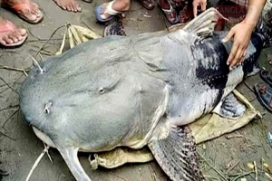 মৌলভীবাজারে এক বাঘাইড় মাছের দাম ৪ লাখ টাকা!
