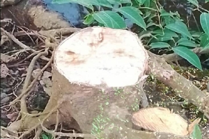 তাহিরপুরে সড়কের দুই পাশের গাছ কেটে নিচ্ছে দুর্বৃত্তরা
