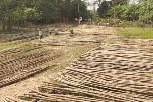 শত বছরের বাঁশের হাট