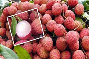 ক্যানসারের যম লিচু!