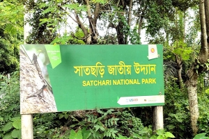 গাছ চুরির ঘটনায় সাতছড়ি-কালেঙ্গার কর্মকর্তারা বদলি