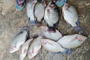দোয়ারাবাজারে পুকুরে অক্সিজেন স্বল্পতা, কপাল পুড়ছে মাছচাষিদের