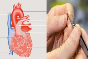 প্রিন্টার, জৈব কালি দিয়ে তৈরি হচ্ছে কৃত্রিম ‘রক্তনালি’!