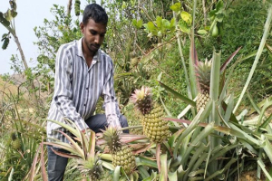 মিষ্টি-রসালো ‘হানিকুইন’ আনারসে ভরছে শ্রীমঙ্গল