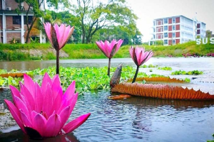 শাবির 'লাল শাপলা' এক টুকরো স্বর্গ