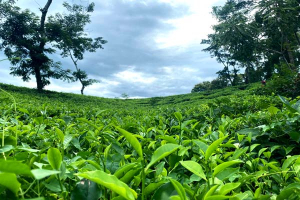 চা নিলামে এনটিসির সর্বকালের রেকর্ড, কেজি ২৮৬ টাকা