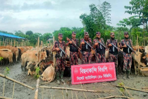 বিছনাকান্দি সীমান্তে ২৩৭ টি গরু ও ৫২ টি মহিষ আটক