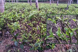 বৃষ্টির পর দ্রুতই 'কুঁড়ি' ছাড়ছে চা গাছ