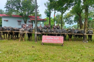 জৈন্তাপুরে ৬৭ টি ভারতীয় মহিষ আটক