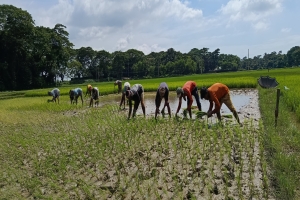 জগন্নাথপুরে বন্যার শঙ্কা নিয়েই আমন চাষ শুরু