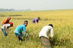 হাওরে কৃষক ছাউনি চান জগন্নাথপুরের কৃষকরা