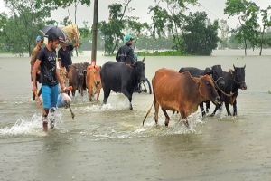 বন্যায় কমেছে ডিম-দুধের উৎপাদন