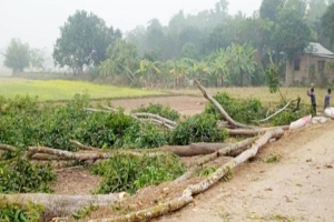 মাধবপুরে সরকারি গাছ কেটে নিয়ে গেলেন স্থানীয় প্রভাবশালী ব্যক্তি