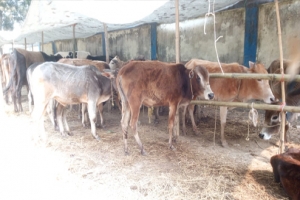 মধ্যনগরে শুকিয়ে যাচ্ছে ৪০টি গরু