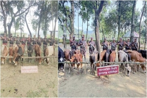 সুনামগঞ্জে ১৩ লাখ টাকার ভারতীয় গরু জব্দ