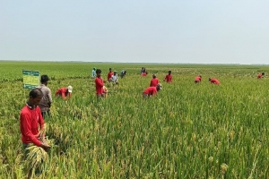 হাওরে উৎসবমুখর পরিবেশে বোরো ধান কাটার ধুম