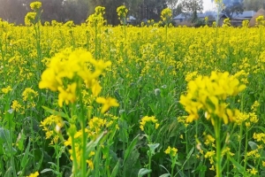 মধ্যনগরে সরিষার বাম্পার ফলন