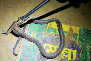 ওয়ারড্রোবের ড্রয়ার থেকে কুণ্ডলী পাকানো পদ্ম গোখরা উদ্ধার