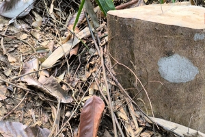 লাউয়াছড়া থেকে ৩টি আগর গাছ চুরি