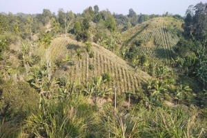 দেশ-বিদেশে প্রসিদ্ধ শ্রীমঙ্গলের আনারস