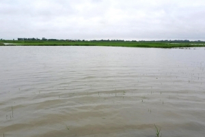 হবিগঞ্জে বন্যায় রোপা ও বোনা আমনে বড় ধাক্কা