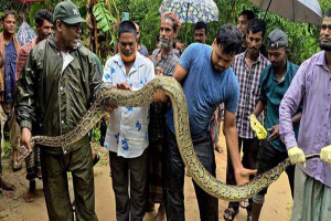 শ্রীমঙ্গলে বাড়ির আঙিনা থেকে ১৮ ফুটের অজগর উদ্ধার