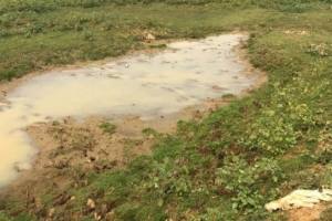 হাকালুকির মৎস্য অভয়াশ্রম শুকিয়ে মাছ লুটপাট