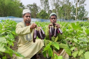 বেগুনের সঙ্গে মুখীকচু চাষে লাভবান কৃষকরা