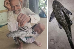 টাঙ্গুয়ার হাওরেও সাকার মাছ, দেশি মাছ ও জলজ প্রতিবেশ নিয়ে উদ্বেগ