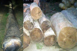 দুর্ণীতি আড়াল করতে বিএনপি নেতাদের কাছে ধর্না দিচ্ছেন বন প্রহরী আহমদ আলী
