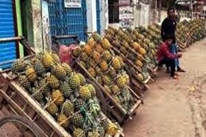 মৌলভীবাজারে আনারসের বাম্পার ফলন, খুশি চাষিরা