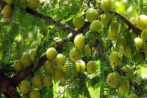 রূপচর্চায় ভেষজ গুণসম্পন্ন আমলকী
